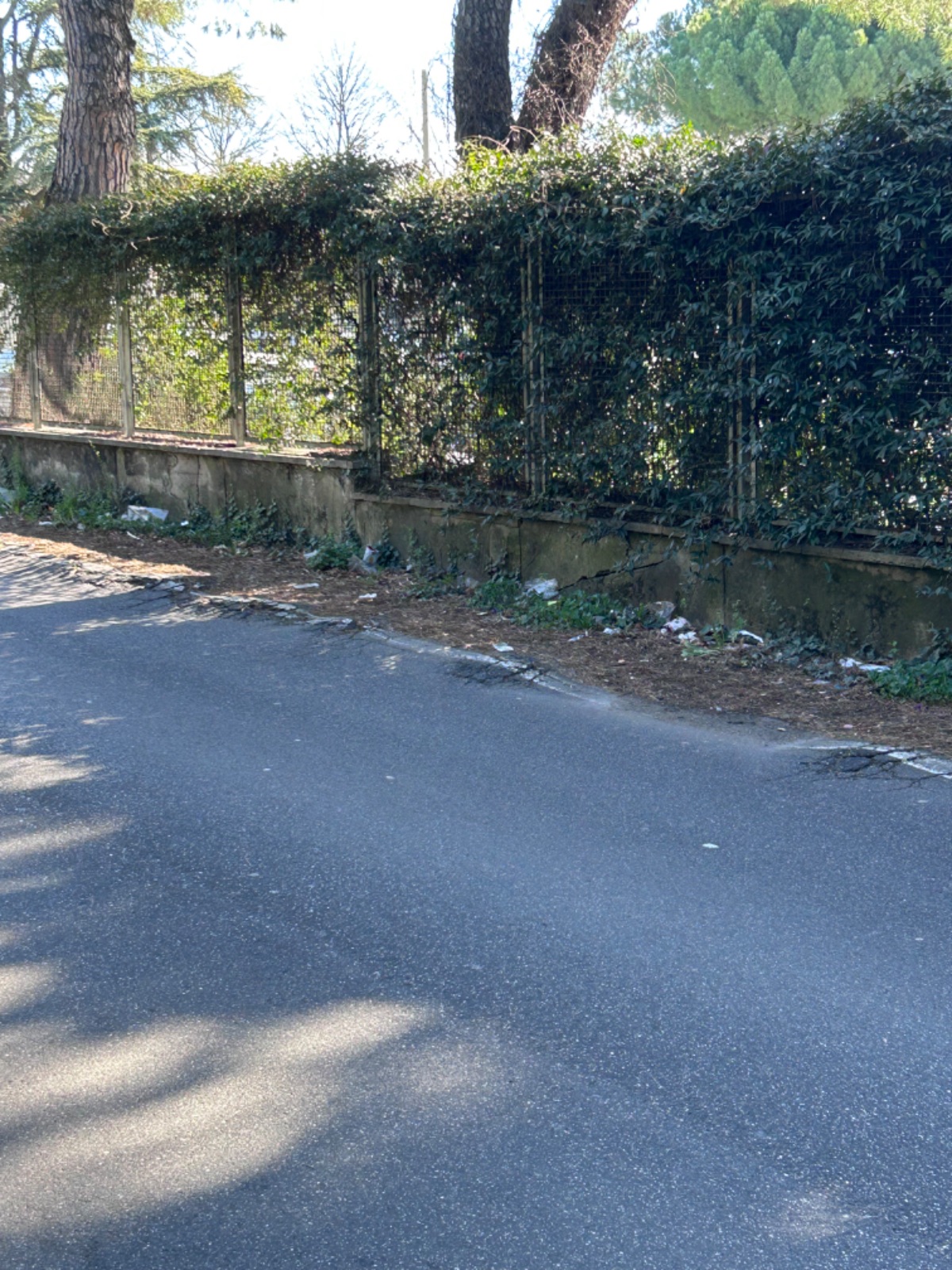 Foto segnalazione MVV-81908